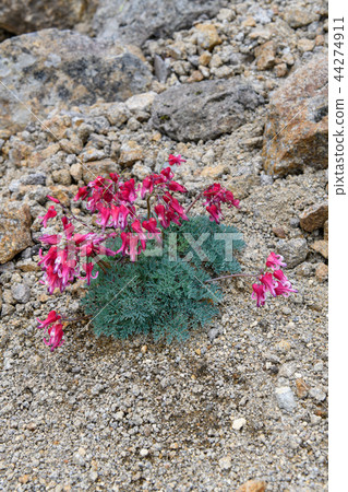 Cumkusa Cumkusa 44274911