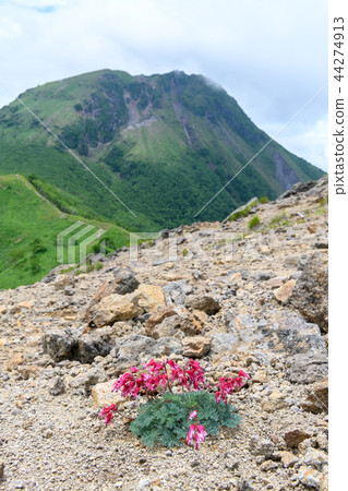 Dicentra and Nikko Shiraneyama Dicentra and Nikko Shiraneyama 44274913