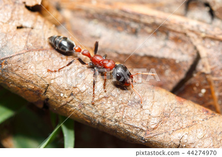 Bi-coloured arboreal ant Bi-coloured arboreal ant 44274970