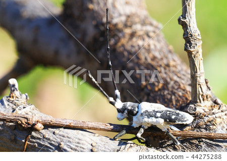 Yellow-spotted longhorn beetle attacked by Bovelia 44275288