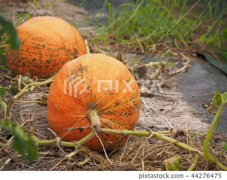 A big pumpkin A big pumpkin 44276475