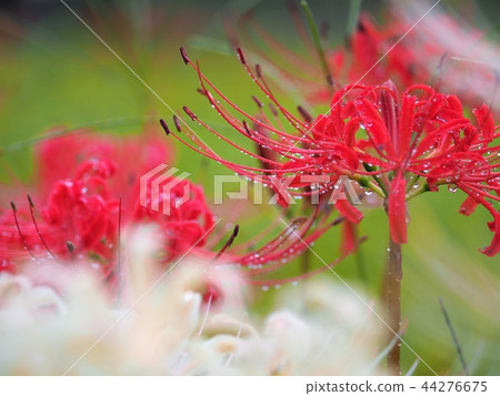 Amphibious flower of rain 44276675