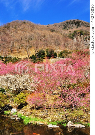 湯河原町幕山公園盛開的梅林和藍天 湯河原町幕山公園盛開的梅林和藍天 44276850