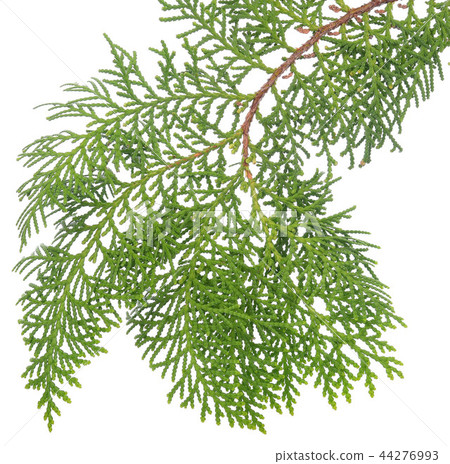 Green conifer leaves isolated on white background Green conifer leaves isolated on white background 44276993