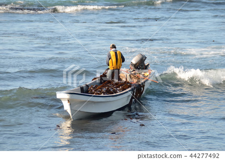 Kelp fishing 44277492