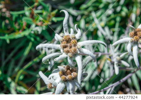 Leontopodium nivale flower called edelweiss Leontopodium nivale flower called edelweiss 44277924
