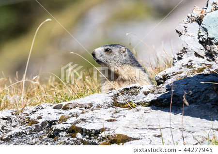 Marmot posing from the Alps 44277945