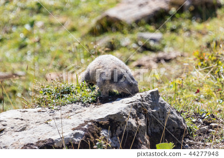 Marmot posing from the Alps Marmot posing from the Alps 44277948
