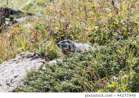 Marmot posing from the Alps 44277949