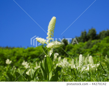 Kobaikeiso (Koume Soy Grass) Kobaikeiso (Koume Soy Grass) 44278142