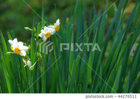 Narcissus 44278511
