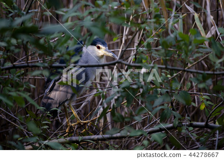 Gray Heron hiding in the bushes of the pond Gray Heron hiding in the bushes of the pond 44278667