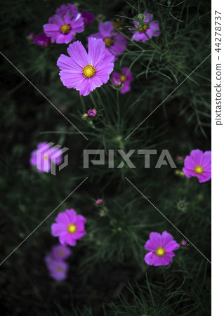 宇宙 宇宙 44278737