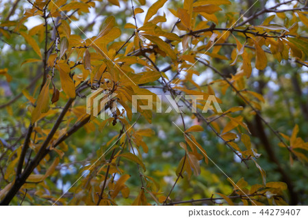 Autumn leaves 44279407