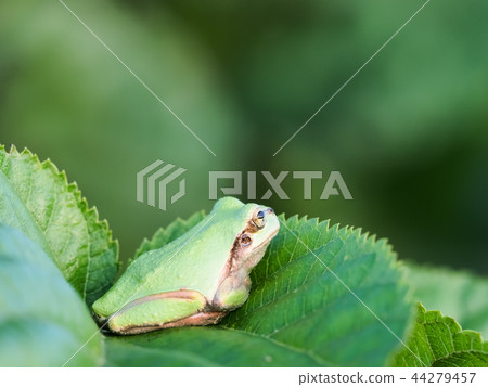 Tree frog 44279457