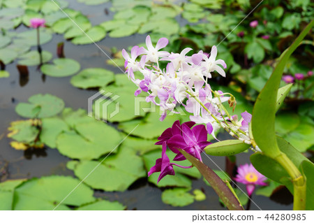 It is beautiful flower Pink Orchid. 44280985