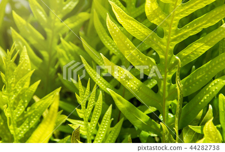 Green leaf texture background Green leaf texture background 44282738