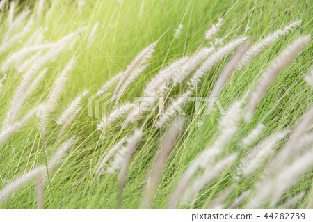 Pennisetum (feather grass) Pennisetum (feather grass) 44282739