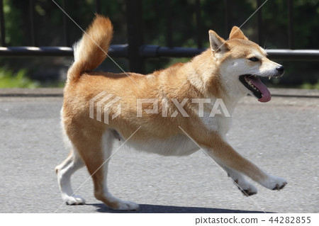 Shiba Inu running well 44282855