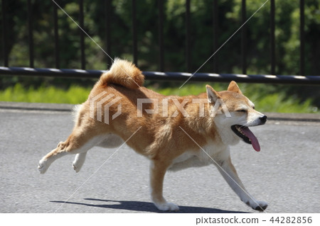 Shiba Inu running well 44282856