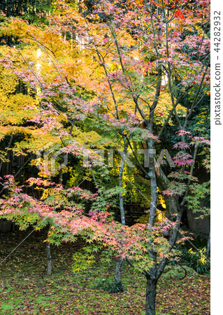 Daitokuji Takatsuki-in, an autumn sunset leaked from the bamboo grove in the autumn leaves of the garden "Kakino Garden" Daitokuji Takatsuki-in, an autumn sunset leaked from the bamboo grove in the autumn leaves of the garden "Kakino Garden" 44282932