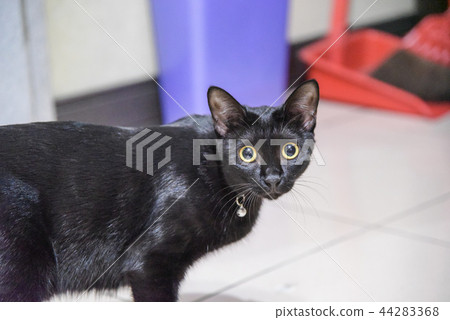 可愛的黑貓懶洋洋 44283368