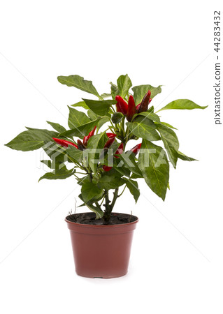 Shrub decorative pepper Kapsicum  44283432