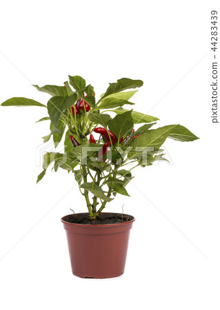 Shrub decorative pepper Kapsicum  44283439