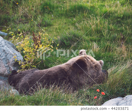 Bear resting on grass 44283871