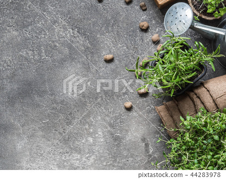 Seedlings of herbs Seedlings of herbs 44283978