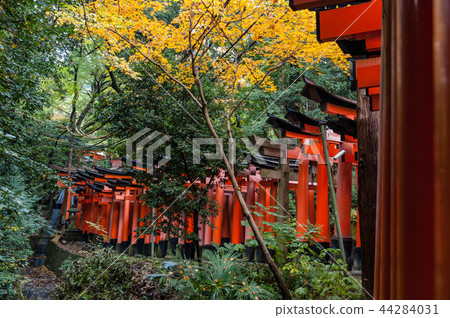 Fall Fushimi Inari Inariyama Senbon Torii, Kyoto, Japan Fall Fushimi Inari Inariyama Senbon Torii, Kyoto, Japan 44284031