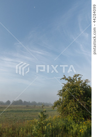 Pasture and trees in morning misty fog with blue sky and cirrus Pasture and trees in morning misty fog with blue sky and cirrus 44284099