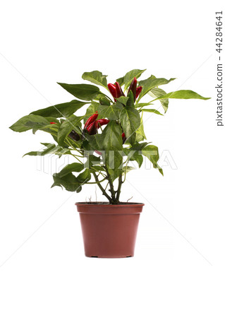Shrub decorative pepper Kapsicum  44284641