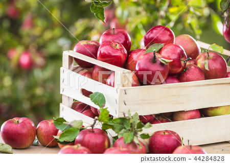 Fresh red apples in wooden crate on garden table. Fresh red apples in wooden crate on garden table. 44284828