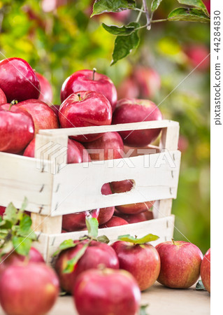 Fresh red apples in wooden crate on garden table. Fresh red apples in wooden crate on garden table. 44284830