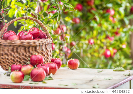Fresh red apples in wooden basket on garden table. 44284832