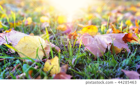 Autumn leaves on grass at setting sun Autumn leaves on grass at setting sun 44285463
