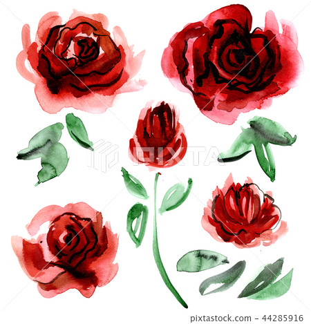 watercolor hand painted roses - Stock Illustration [44285916] - PIXTA