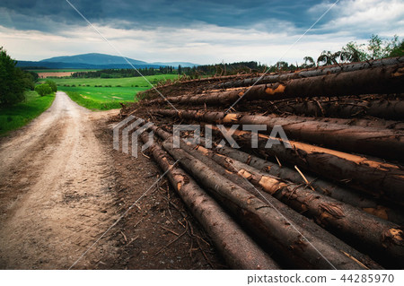 pile of round spruce wood in the countryside 44285970
