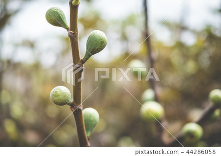 Figs on the branch of a fig tree , 44286058