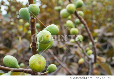 Figs on the branch of a fig tree , 44286060