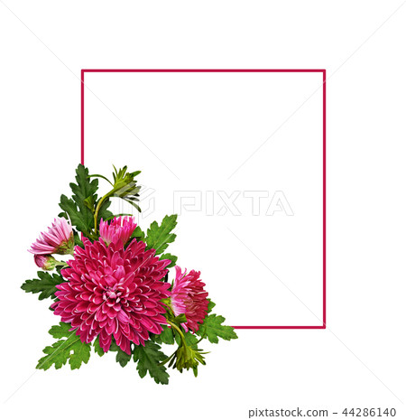 Purple chrysanthemum flowers on frame 44286140