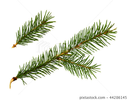 Set of twigs of Christmas tree Set of twigs of Christmas tree 44286145