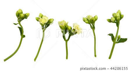 Set of bouvardia du doamond flowers and buds Set of bouvardia du doamond flowers and buds 44286155