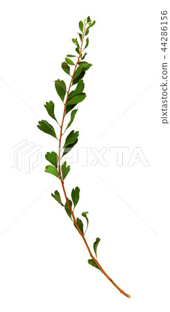 Twig with small green leaves 44286156