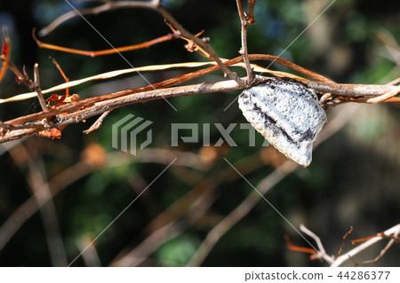 Eggs of the red-tailed mantis Eggs of the red-tailed mantis 44286377