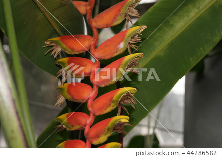 Heliconia·Rostrata 44286582