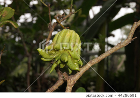 Bushkan Bushkan 44286691