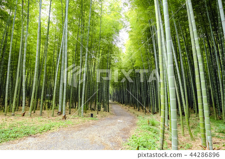 Wakatake bamboo forest 44286896