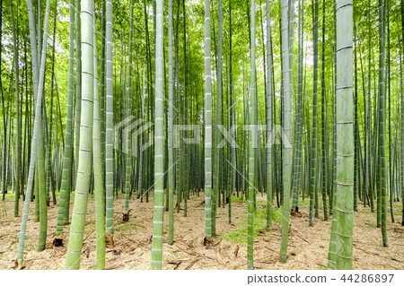 Bamboo forest Bamboo forest 44286897
